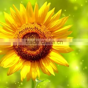 Sunflower Oil Refine thumbnail-4