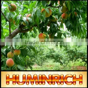 Relationship Between Root Growth And Fertilization Of Fruit Trees thumbnail-5