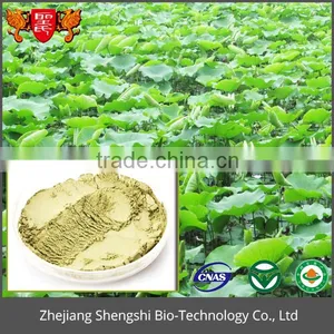 Manufacturer Sales Dried Lotus Leaf Extract Powder thumbnail-2