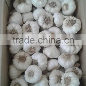 Fresh Garlic Natural Garlic thumbnail-3