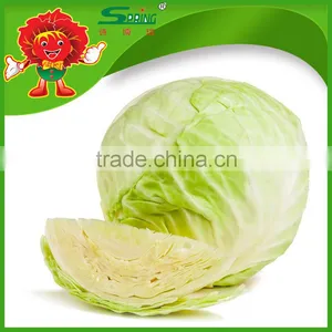 Green Cabbage for Sale/fresh Cabbage Grade A Ceramic Cabbage thumbnail-3