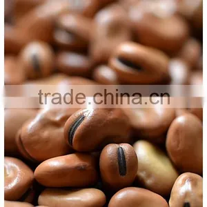 Good Quality Dry Broad Bean/fava Grain Crop/pulses thumbnail-1