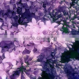High Sprouting Rate Chinese Lilac Flower Tree Seeds for Planting thumbnail-6