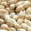 Peanuts in Shell thumbnail-1