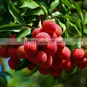 Litchi Tree Seedling thumbnail-2
