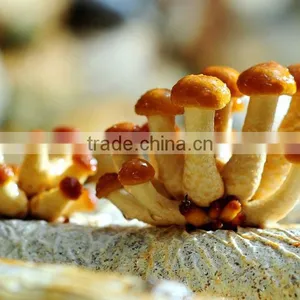 Frozen Nameko Mushroom thumbnail-2