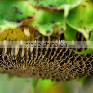 Price of Sunflower Seeds With Bright Black Color thumbnail-4