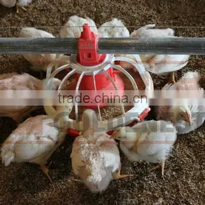 Goldenest Manufacturer Poultry Feeding Line Automatic Equipment Poultry for Sale JCZY-OP01 thumbnail-6
