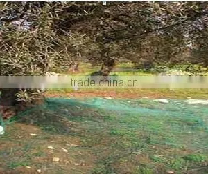 Fruit Tree,harvest Olive Net thumbnail-3
