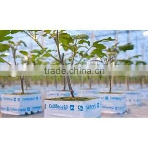 Vegetable Greenhouse thumbnail-6