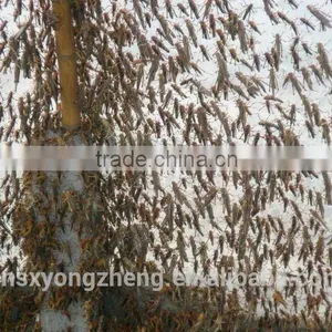 Provide Microwave ,dried Locusts China thumbnail-3