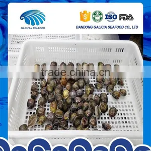 Frozen Boiled Whole Hard Clam in V-pack thumbnail-1