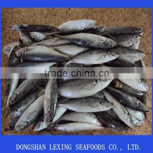 Frozen BQF Horse Mackerel thumbnail-1