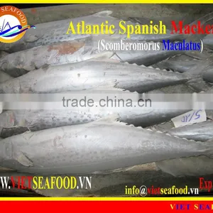 FROZEN ATLANTIC SPANISH MACKEREL thumbnail-1