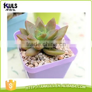Wholesale Colorful Cheap Mini Plastic Flower Pots thumbnail-3