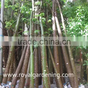 Chorisia.speciosa Flower Season thumbnail-1