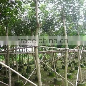 Tabebuia Chrysantha Potted in Farm Best Qiality Tree thumbnail-1