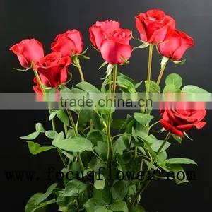 100% Percent Fresh Cut Jasmine Flower Price Rose Wholesale Carola With 0.6-0.8kg From Kunming thumbnail-5
