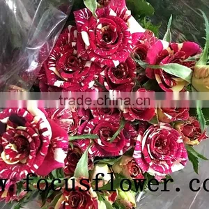 Good Quality Fresh Black Roses in Delhi Roses Flowers Spray Rose Meteor Shower for Wedding Decoration Without Middleman thumbnail-5