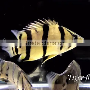 Exporter Wholesale Ornamental Live Tropical Aquarium Fish From Thailand thumbnail-1