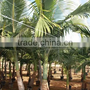 Archontophoenix Alexandrae "Alexander Palm" Size 175/250 thumbnail-1