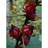 Dry Hibiscus Flower thumbnail-2