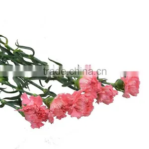 Factory Medium Pink High Grade Pink Carnation Flower thumbnail-3