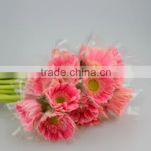 Fashion Honey Pink Gerbera Daisy thumbnail-2