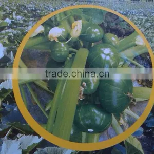Planting Hybrid Squash Vegetable Seeds thumbnail-1