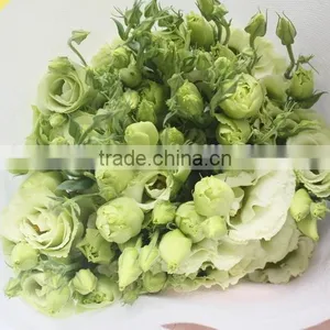 Wide Varieties New Coming Beautiful Hybrid Eustoma Grandiflorum thumbnail-3