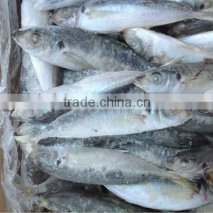 High Quality Frozen Round Scad(Decapterus Maruadsi). thumbnail-4