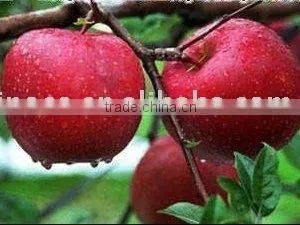 Red Star Apple thumbnail-1