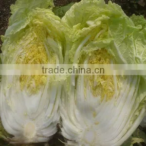 Cabbage thumbnail-1