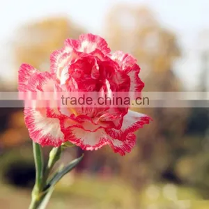 Fresh Cut Flower Carnation Dianthus Caryophyllus thumbnail-2