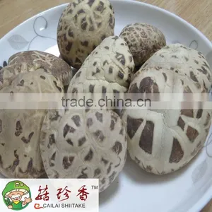 White Flower Shiitake, Shiitake Mushroom thumbnail-1