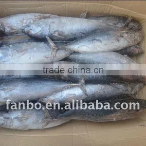Frozen Bonito thumbnail-1