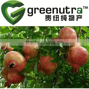 Pomegranate Extract Ellagic Acid thumbnail-1