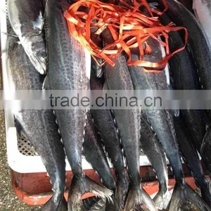 Organic Seafood, Yummy Fresh Frozen Spanish Mackerel Fish With Better Price and Servies thumbnail-1