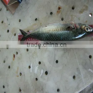Frozen Seafood/fishing Suppliers Wholesale thumbnail-1