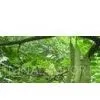 Pinelliae Extract 5:1,10:1,20:1 thumbnail-1