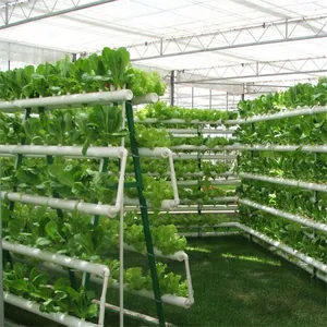 Hydroponic Glass Greenhouse Tomatoes/Lettuce Planting thumbnail-2