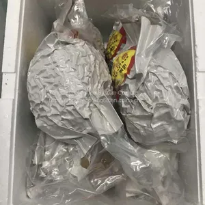 Blast Tuna Fish Cold Room thumbnail-2