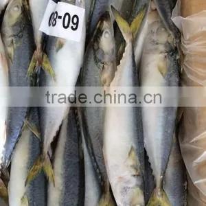 Frozen Scomber Japonicus With Size 6 -8 Pcs / kg thumbnail-2