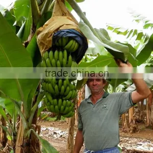 Banana Protection Bags/growing Bags for Fruit thumbnail-3