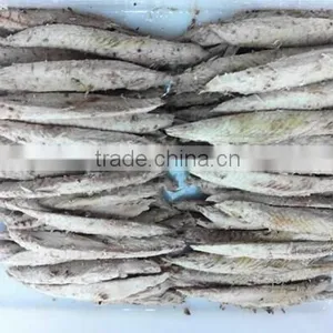 (auxis Thazard) Frozen Fish Meat thumbnail-1