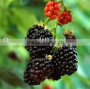 IQF Black Strawberry thumbnail-1
