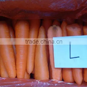 Fresh Carrot thumbnail-2