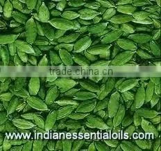 Cardamom Oil Extracted From Elettaria Cardomomum thumbnail-1