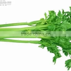 Multi-function Fresh Vegetable Packing Machinery (DCTWB-350X) thumbnail-2