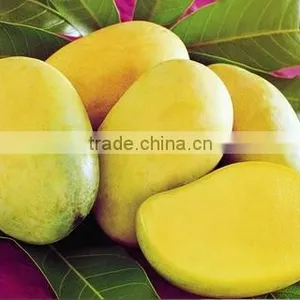 Cool Mango thumbnail-1